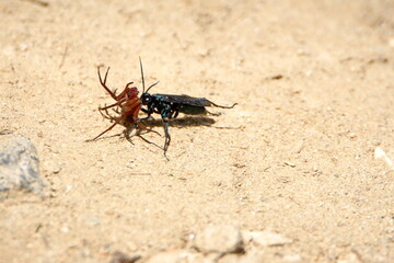 Tarantula hawk wasp carrying a paralyzed spider in the Intag Valley, Cuellaje, Ecuador