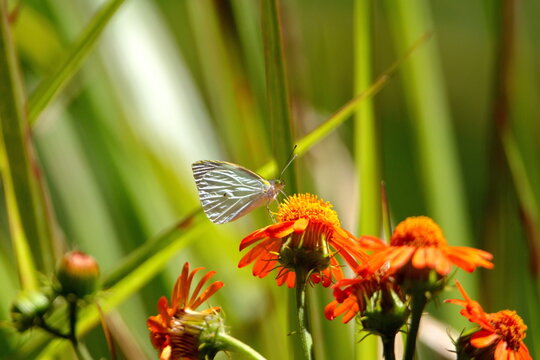 White butterfly on an orange wildflower in the Intag Valley, Cuellaje, Ecuador - Powered by Adobe