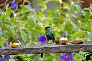 Golden-naped tanager (Chalcothraupis ruficervix) on a bird feeder in the Intag Valley, Cuellaje, Ecuador