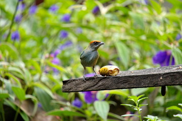 Scrub tanager (Stilpnia vitriolina) on a banana feeder in the Intag Valley, Cuellaje, Ecuador