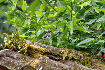 White-winged brushfinch (Atlapetes leucopterus) perched on a branch in the Intag Valley, Cuellaje, Ecuador