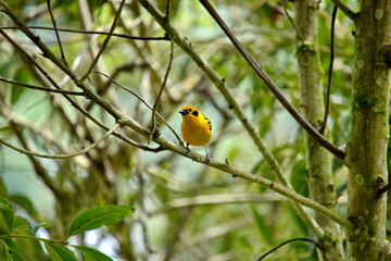 Golden tanager (Tangara arthus) perched in a tree in the Intag Valley, Cuellaje, Ecuador