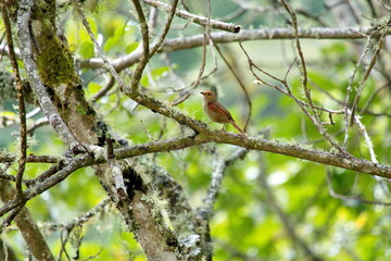 Red-faced spinetail (Cranioleuca erythrops) perched on a branch in the Intag Valley, Cuellaje, Ecuador
