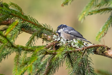 coal tit on a branch in cansiglio in the dolomites 