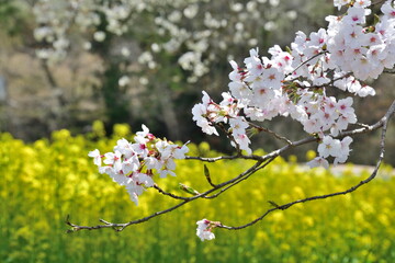 日向の人待ち地蔵桜（福島県）