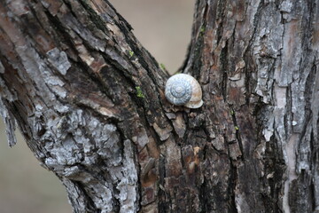 a snail on tree trunk