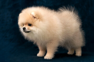 Fototapeta premium Beige Pomeranian in a rack on a velvet background