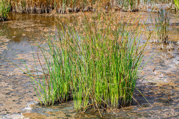 plants grow in the water of a polluted reservoir
