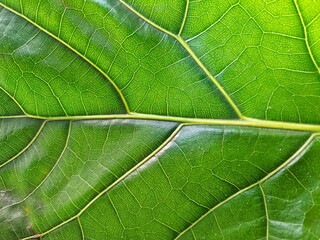 Fresh fiddle fig leaf texture. Green leaves background. Background for backdrop, design and template