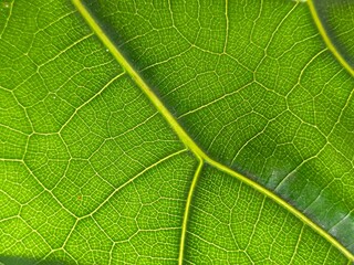 Fresh fiddle fig leaf texture. Green leaves background. Background for backdrop, design and template