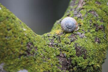 a snail on tree branch with green lichen