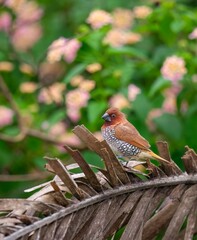 Scaly Breasted Munia