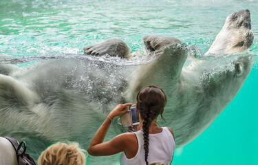 Big polar bear swimming