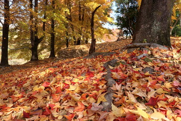 地面に積もるタイワンフウの葉っぱ　初冬　（高知県　高知市　針木浄水場）