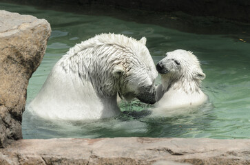 Polar bears - mother and child