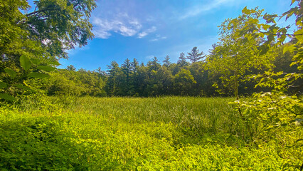 Landscape green forest blue sky nature background