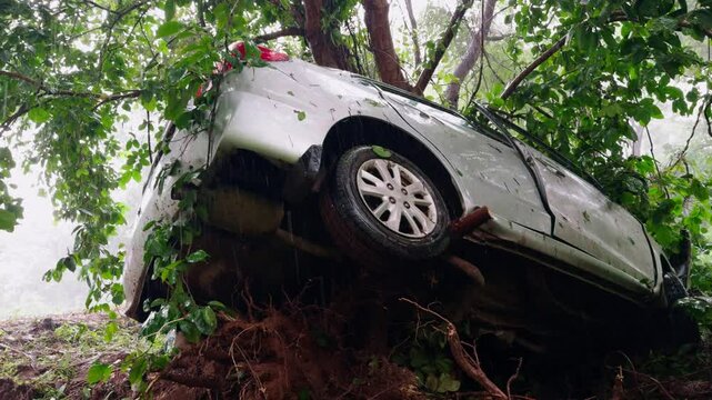 Car crashed into the tree is now trapped under it