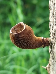 Mushroom on the branch of wood