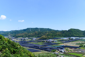 愛知県西尾市の茶畑