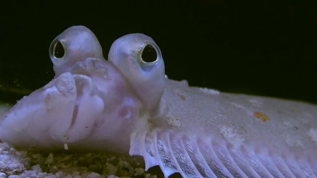 Scholle, Flunder, Plattfisch in Gro&szlig;aufnahme, Fischauge, Pleuronectes platessa, Nordsee