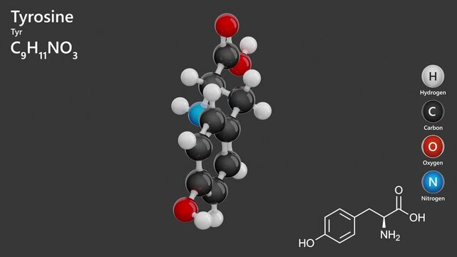 Tyrosine (Tyr or Y). Non-essential amino acid. Animated 3D model of a molecule. Molecular formula: C9H11NO3. Chemical model: Ball and sticks. Gray background. 3D rendering. Seamless loop.
