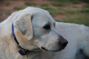 golden retriever dog