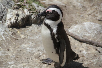 Obraz premium penguin on the rocks