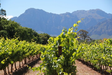 vineyard in summer