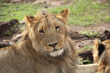 lion and lioness