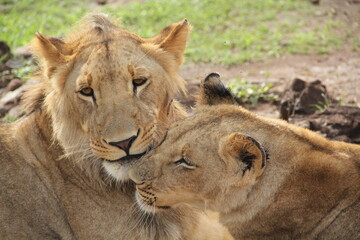 lion and lioness