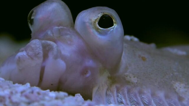 Scholle, Flunder, Plattfisch in Gro&szlig;aufnahme, Fischauge, Pleuronectes platessa, Nordsee