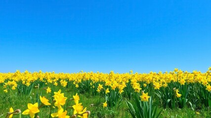 Landscape shot of vibrant yellow daffodil flowers blooming in a vast field under a clear blue sky, nature, yellow, meadow