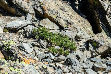 Obraz premium Alpine Rock Garden with Small Shrubs