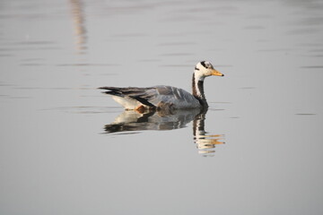 great crested grebe