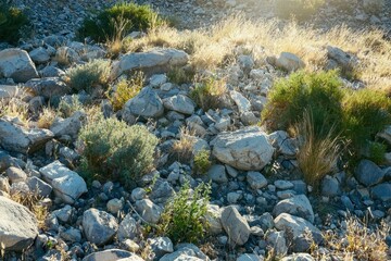 Alpine Rock Garden with Small Shrubs