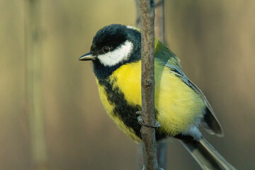 great tit on a branch