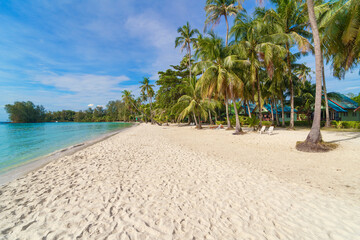 palm trees on the Khlong Hin beach in Koh Kood island, Thailand 