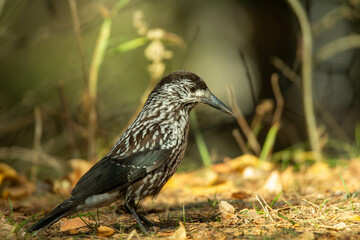 nutcracker on a grass