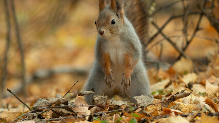 squirrel in the forest