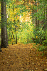 Fototapeta premium path in autumn forest