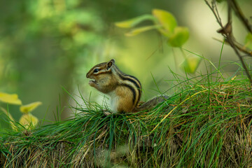 chipmunk in the grass