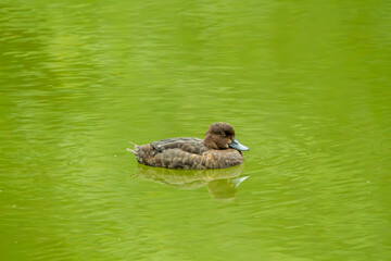 tufted duck on the water