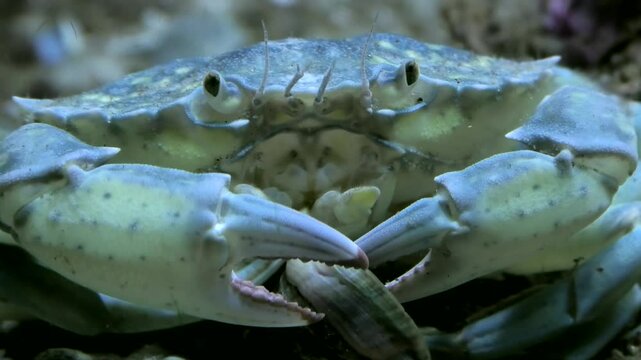 Strandkrabbe,  Carcinus maenas mit Greifzangen beim Fressen, Close-up, Nordsee, Unterwasser
