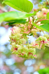 北山公園の御衣黄（新潟県）