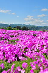 Fototapeta premium 根小屋 花と緑と雪の里 芝桜（新潟県）