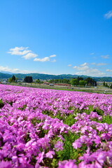 根小屋　花と緑と雪の里 芝桜（新潟県）