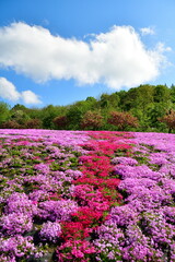 根小屋　花と緑と雪の里 芝桜（新潟県）