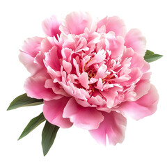 Pink peony flower Top view isolated on white background