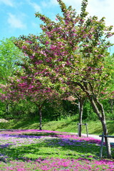 根小屋　花と緑と雪の里 芝桜（新潟県）