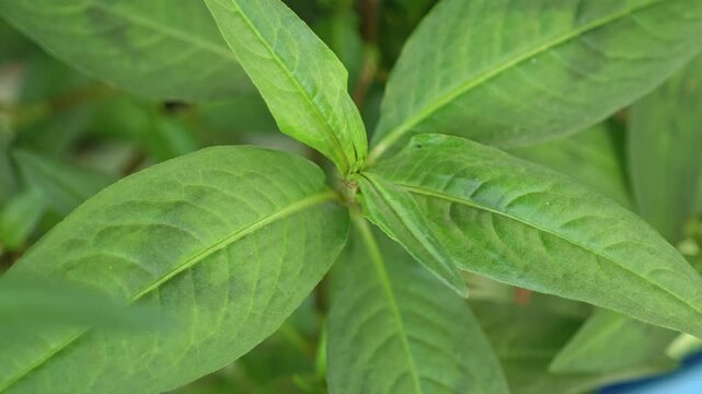 Vietnamese Coriander